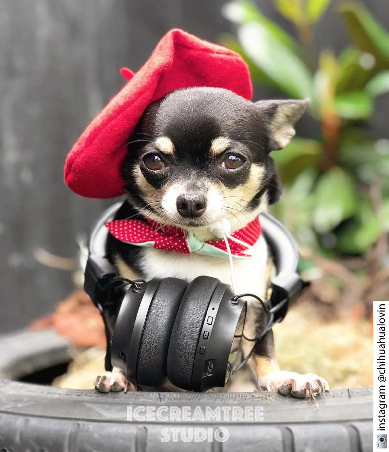 Black Beret Hat - Pet Petite Hat